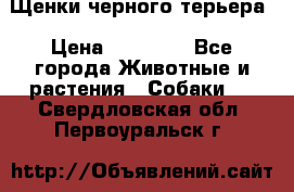 Щенки черного терьера › Цена ­ 35 000 - Все города Животные и растения » Собаки   . Свердловская обл.,Первоуральск г.